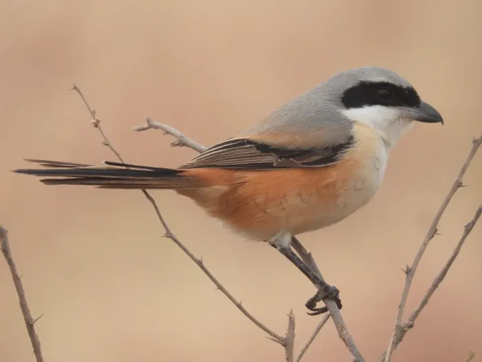 File:Long-tailed Shrike Lanius schach Velavadar National Park, Gujarat, India DSCN7252.jpg