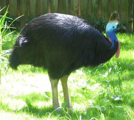 File:Casuarius casuarius - double-wattled cassowary.jpg