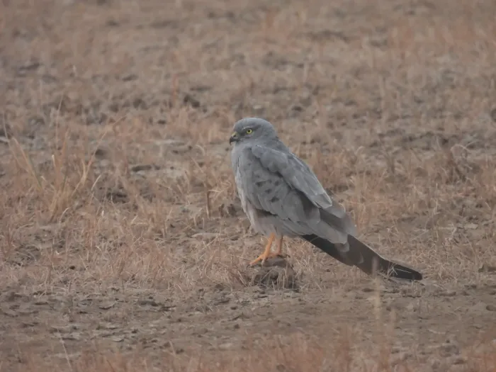 File:Montagu's Harrier Male (Circus pygargus) at Velavadar National Park, Gujarat, India DSCN7503 02.jpg