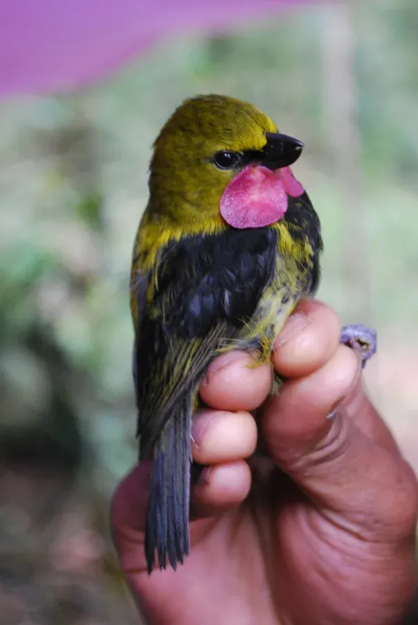 File:Eulacestoma nigropectus.jpg