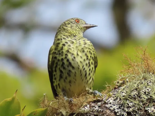 File:Oxyruncus cristatus 312030543.jpg