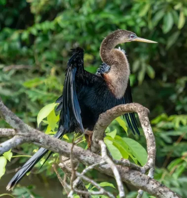 File:Anhinga (81435).jpg