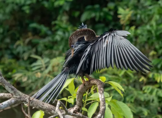 File:Anhinga preening (81463).jpg