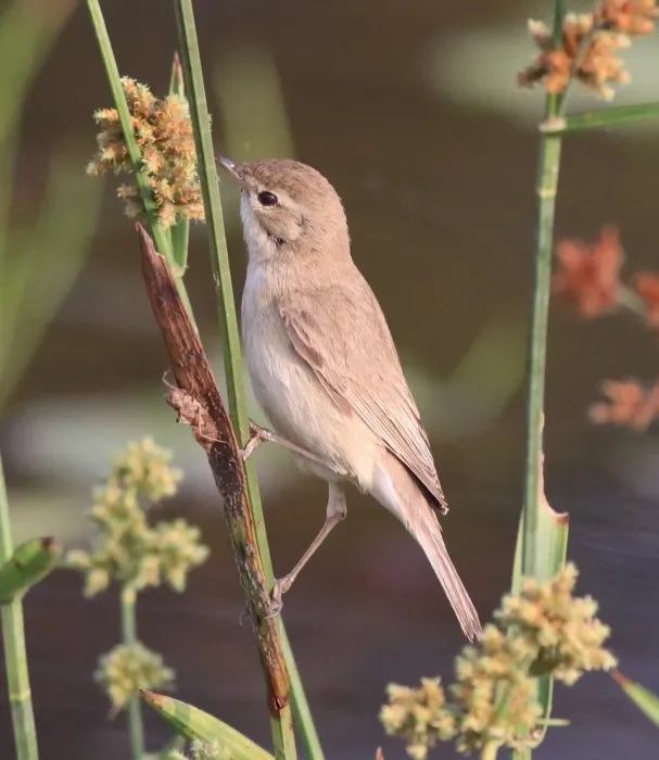 File:Booted warbler (iduna caligata) 5.jpg