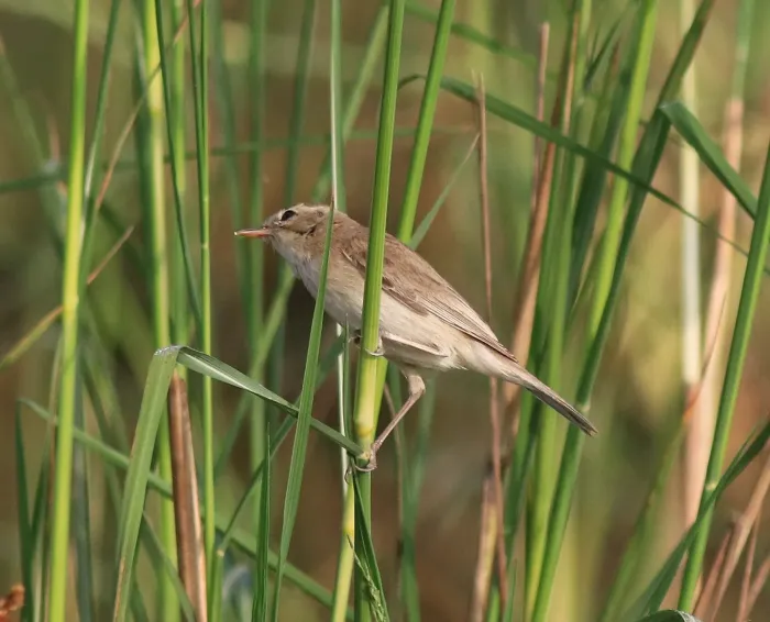 File:Booted warbler (iduna caligata) 12.jpg