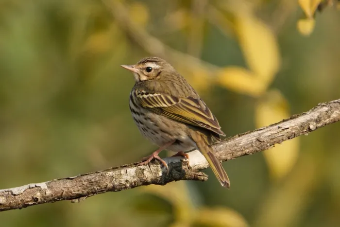 File:Olive-backed pipit (Anthus hodgsoni), Hangzhou, China.jpg