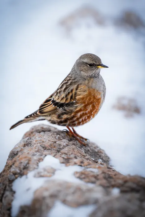 File:Prunella collaris in Tatra Mountains.jpg