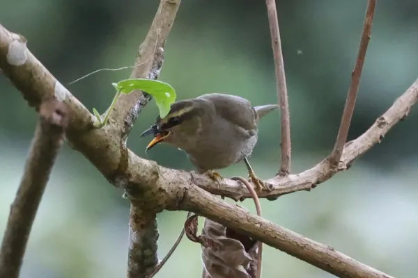 File:Hylia prasina 232774796.jpg