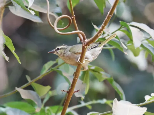 File:Hylia prasina prasina 257850745.jpg