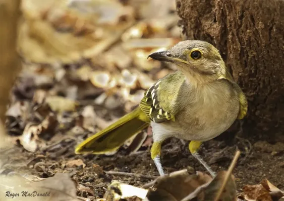 File:Nicator gularis 121511430.jpg