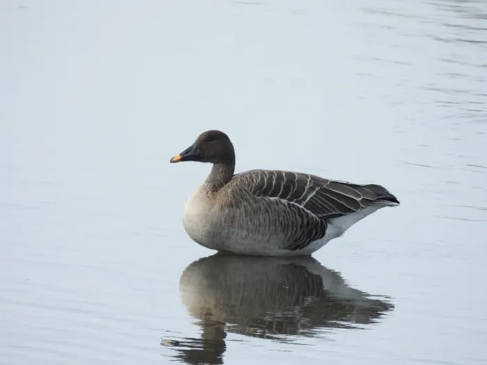 File:Anser fabalis middendorffii, Izunuma, Miyagi, Japan 1.jpg