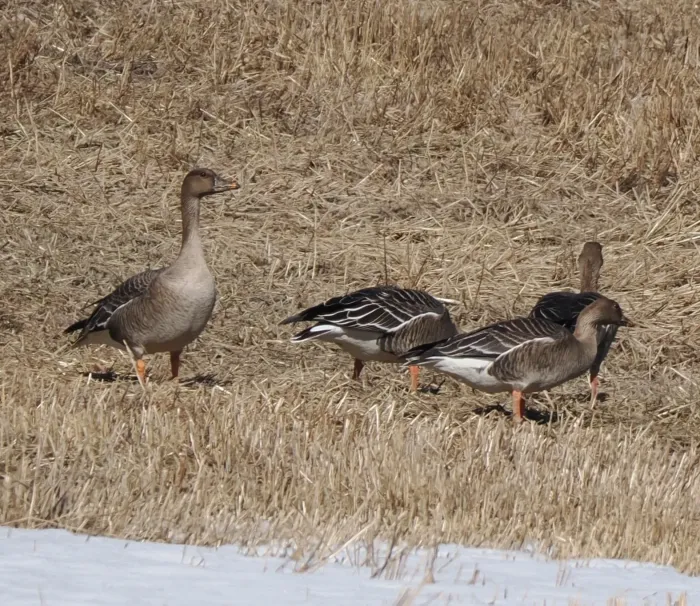 File:Anser fabalis fabalis, Kangasala, Suomi - Finland 1.jpg