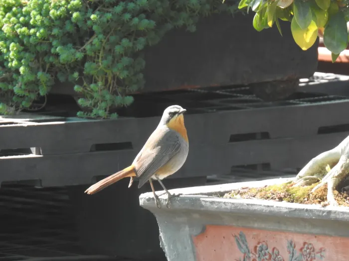 File:Dessonornis caffer caffer - Matthew Fainman - 146085648.jpeg