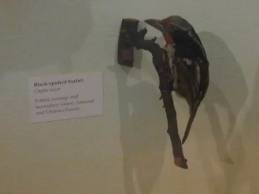 File:Ma - Capito niger.jpg