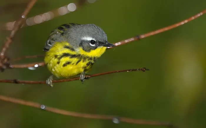 File:Setophaga magnolia 8G7D1962.jpg