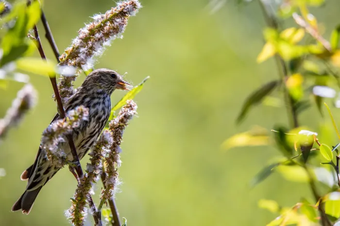 File:Pine Siskin - Spinus pinus (51362323724).jpg