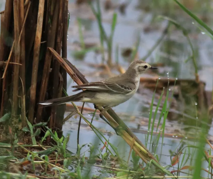 File:Citrine wagtail (Motacilla citreola) (34083).jpg