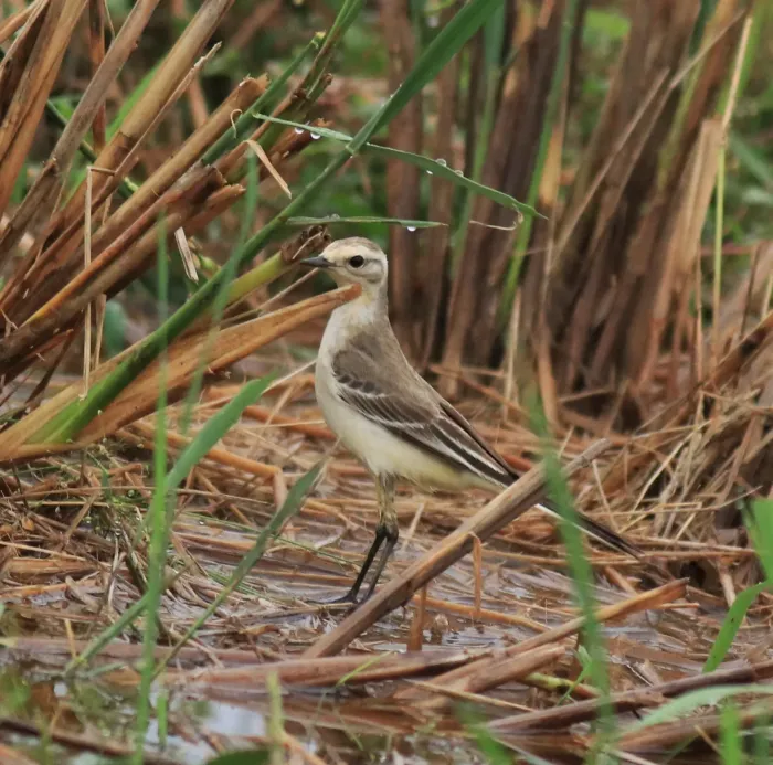 File:Citrine wagtail (Motacilla citreola) (10494).jpg