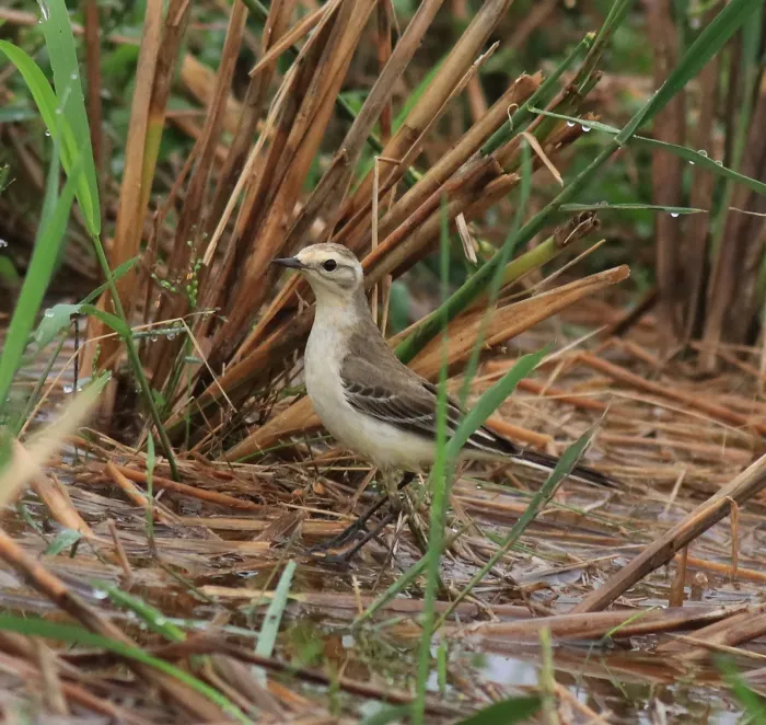 File:Citrine wagtail (Motacilla citreola) (13184).jpg