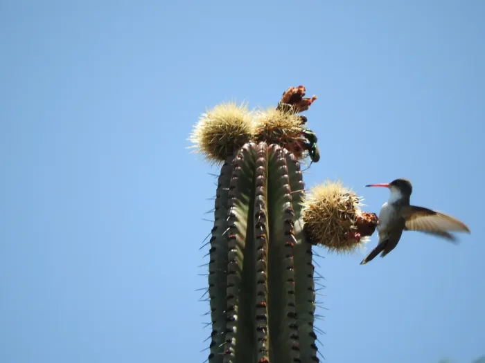 File:Ramosomyia violiceps libando Stenocereus queretaroensis (Guanajuato, Mexico).jpg