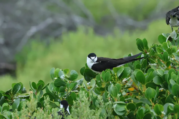 File:Onychoprion fuscatus, Dry Tortugas, Florida 02.jpg
