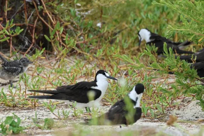 File:Onychoprion fuscatus, Dry Tortugas, Florida 04.jpg