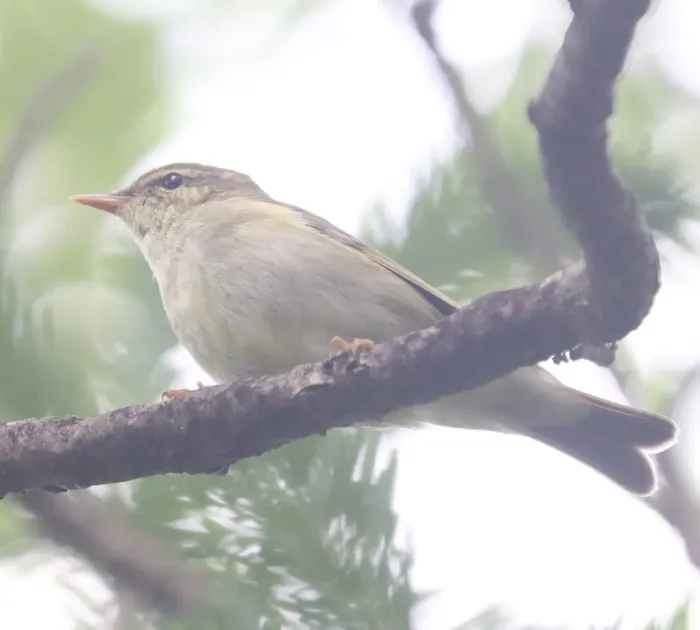 File:Phylloscopus borealis s3.jpg
