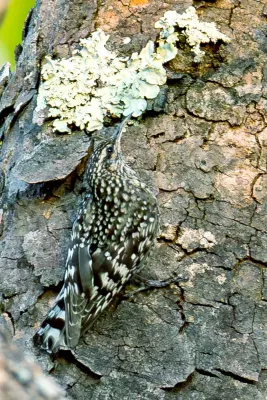 File:African Spotted Creeper Salpornis salvadori salvadori, Lilongwe, Malawi 01.jpg