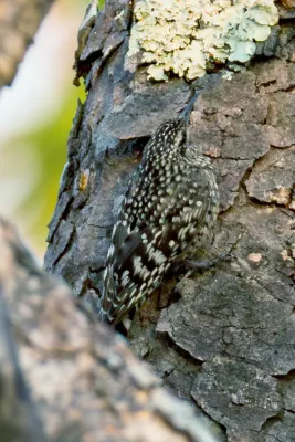 File:African Spotted Creeper Salpornis salvadori salvadori, Lilongwe, Malawi 03.jpg