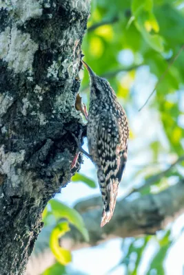 File:African Spotted Creeper Salpornis salvadori salvadori, Lilongwe, Malawi 06.jpg