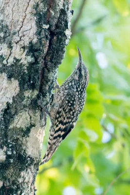 File:African Spotted Creeper Salpornis salvadori salvadori, Lilongwe, Malawi 10.jpg