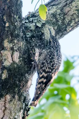 File:African Spotted Creeper Salpornis salvadori salvadori, Lilongwe, Malawi 14.jpg