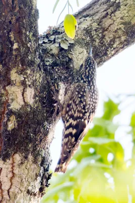 File:African Spotted Creeper Salpornis salvadori salvadori, Lilongwe, Malawi 15.jpg