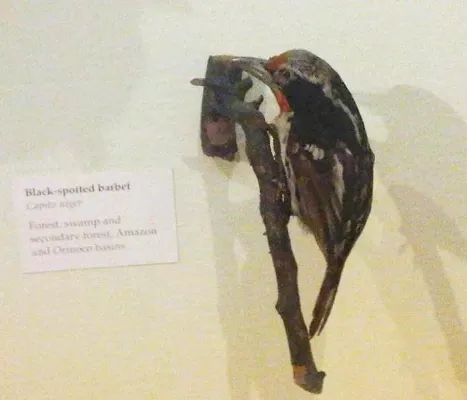 File:Capito niger 2.jpg