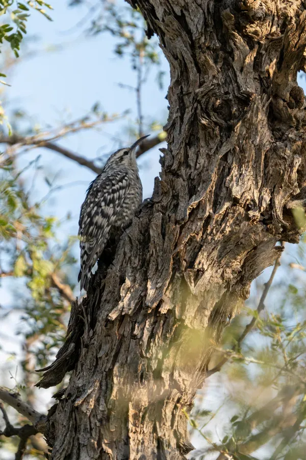 File:Indian Spotted Creeper Salpornis spilonota, Gaushala area, Tal Chhapar, Rajasthan 1.jpg