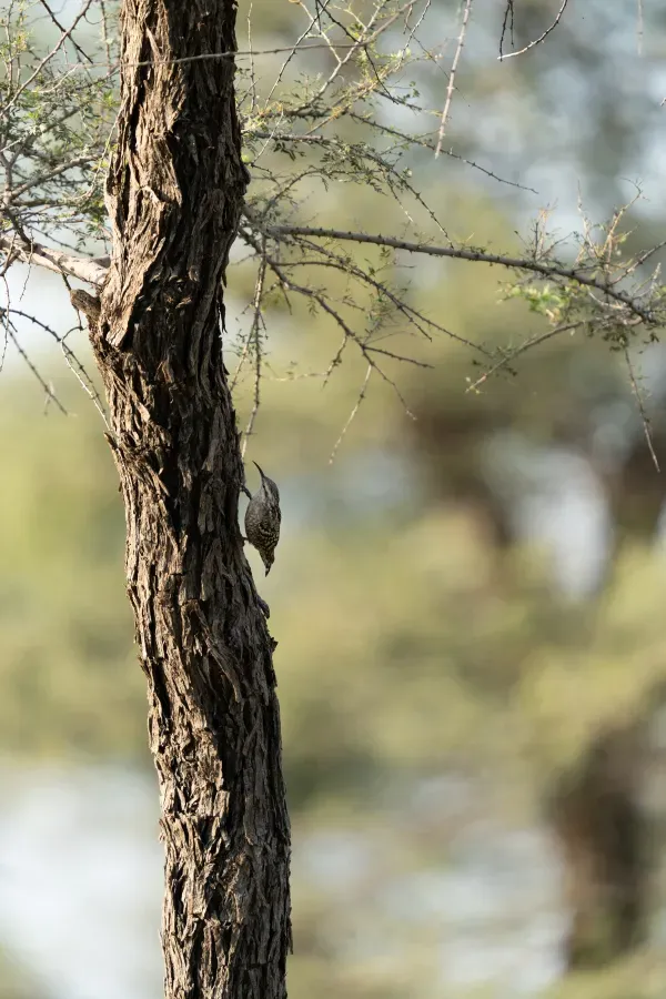 File:Indian Spotted Creeper Salpornis spilonota, Gaushala area, Tal Chhapar, Rajasthan 3.jpg
