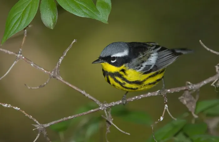 File:Setophaga magnolia 8G7D4587.jpg