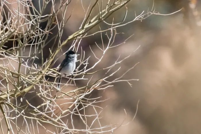 File:Black-tailed Gnatcatcher (Polioptila melanura) (52830427674).jpg