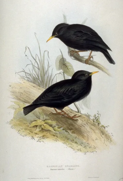 File:Sturnus unicolor by John Gould.jpg