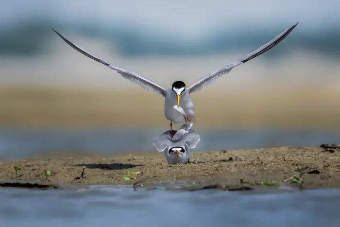File:Little tern (Sternula albifrons) male, Rajshahi, Bangladesh.jpg