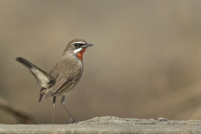 File:Siberian rubythroat (Calliope calliope).jpg