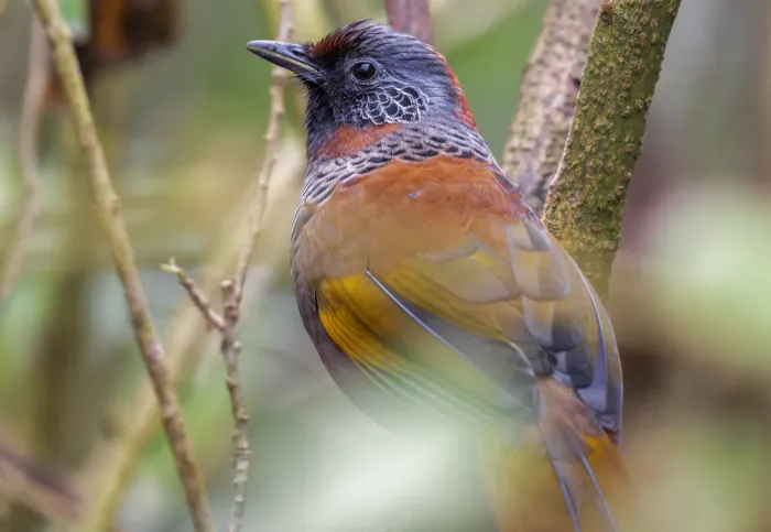 File:কালো-মাথা হাসখুশ(Trochalopteron erythrocephalum), দার্জিলিং, পশ্চিমবঙ্গ.DSC1038.jpg