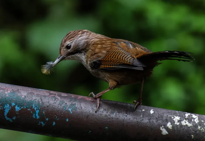 File:সোনালী গলার বাঁকপাখি (Actinodura nipalensis),সেঞ্চাল,দারজিলিং, পশ্চিমবঙ্গ.DSC8343.jpg