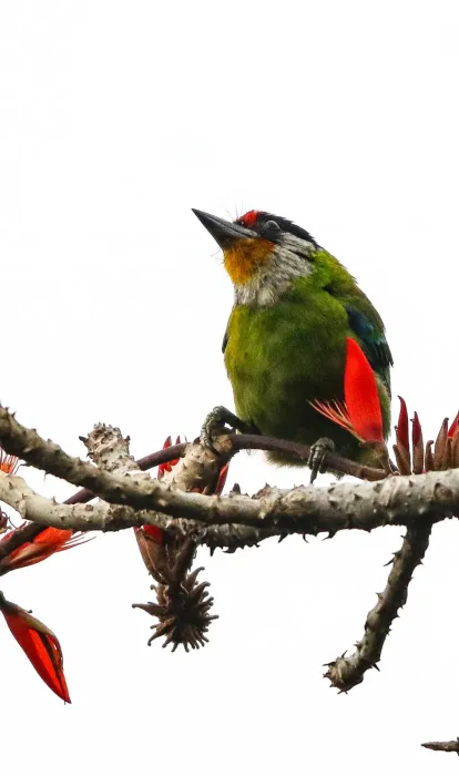 File:সোনালি গলা বসন্তবৌরি (Psilopogon franklinii), লাটপাঞ্চার, পশ্চিমবঙ্গ, ভারত.jpg