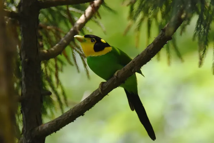 File:Long-tailed-Broadbill(Psarisomus dalhousiae) Darjeeling West Bengal India.jpg