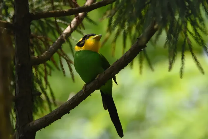 File:Long-tailed-Broadbill(Psarisomus dalhousiae) Darjeeling West Bengal India2.jpg