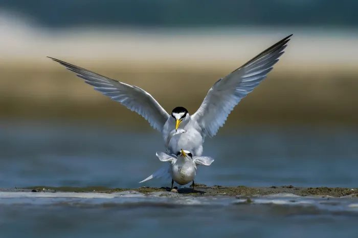 File:Little tern (Sternula albifrons) Rajshahi river.jpg
