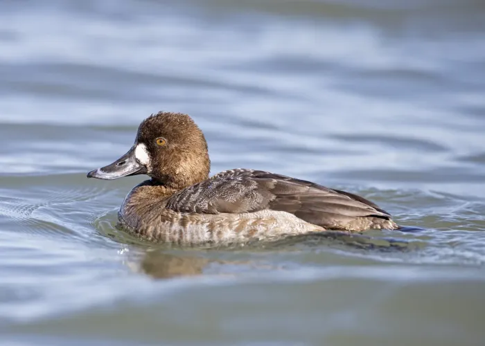 File:Hen Lesser Scaup (Aythya affinis), Barnegat Inlet, New Jersey, USA.jpg