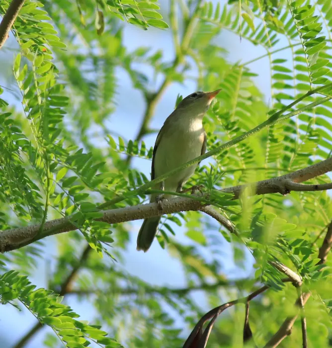 File:Sykes's warbler (Iduna rama) (53093).jpg