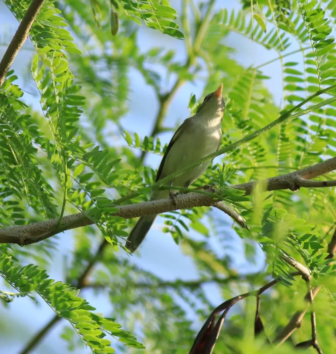 File:Sykes's warbler (Iduna rama) (36435).jpg